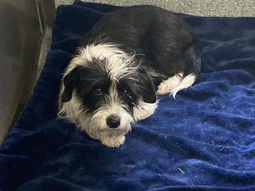 Photo of Sophie, adoptable Cairn Terrier in Orange, California