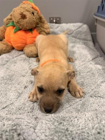Photo of Oscar, adoptable Terrier in San Martin, California
