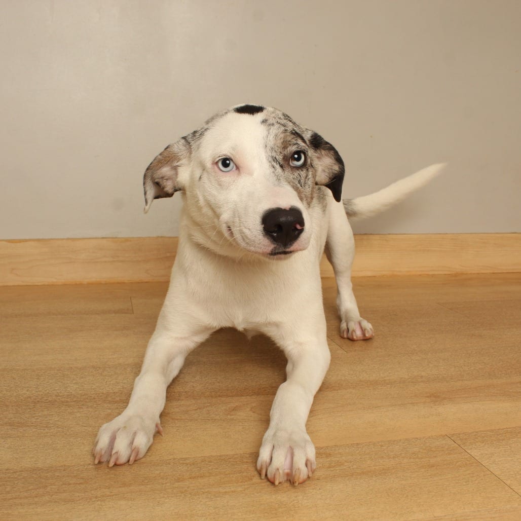 Photo of Mable D71318, adoptable Catahoula Leopard Dog / Mixed Breed (Medium) in Minnesota, Minnesota