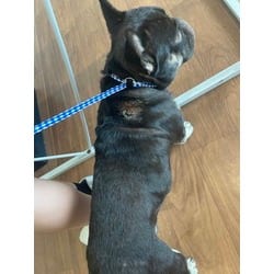 Photo of Louie, adoptable American Bulldog in Baton Rouge, Louisiana