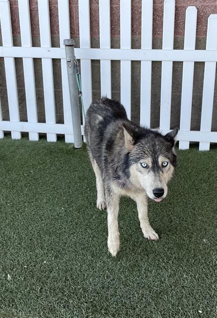 Photo of Nanci, adoptable Siberian Husky in Modesto, California