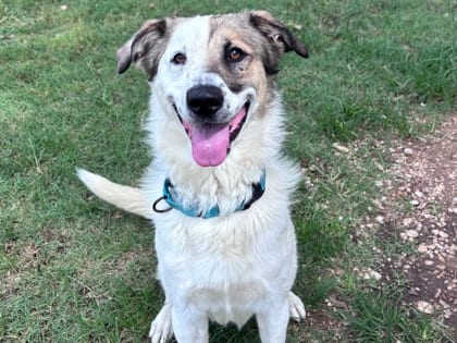 Photo of Monterey HW+, adoptable dog in Georgetown, Texas
