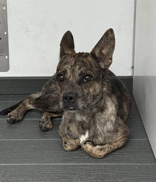 Photo of Dezie, adoptable Chihuahua in San Bernardino, California