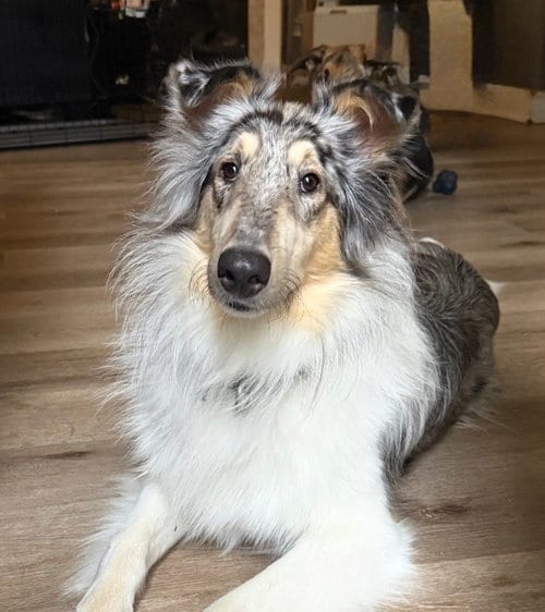 Photo of Daisy, adoptable Collie in Omaha, Nebraska