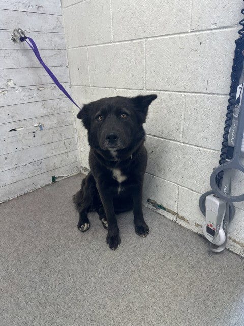 Photo of Kacey, adoptable Australian Cattle Dog/Blue Heeler in San Bernardino, California