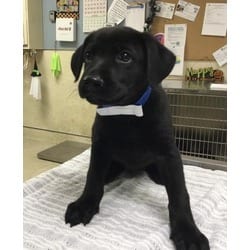Photo of Spanky, adoptable Labrador Retriever in Jurupa Valley, California