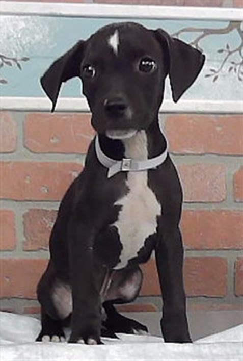 Photo of Lark, adoptable Staffordshire Bull Terrier in Houston, Texas