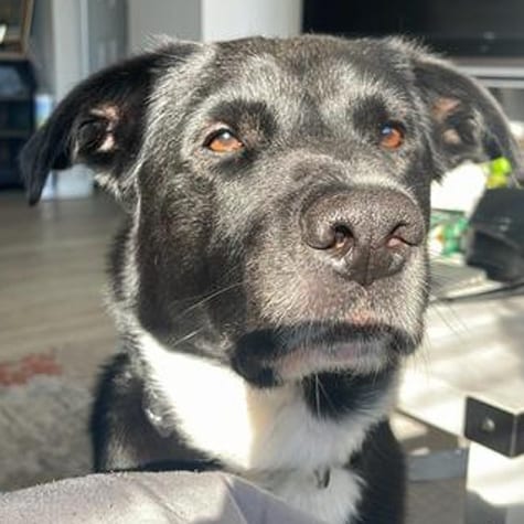 Photo of Saint, adoptable Retriever in Dallas, Texas