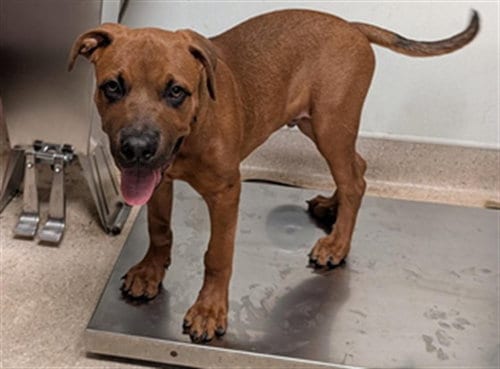 Photo of Monty, adoptable Staffordshire Bull Terrier in Bakersfield, California