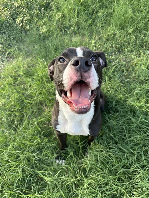 Photo of Chucky, adoptable American Staffordshire Terrier in San Antonio, Texas