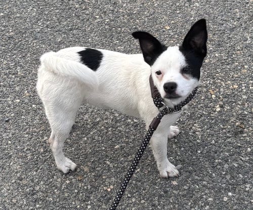 Photo of PR 50 Cadpig, adoptable Rat Terrier in Glen Allen, Virginia