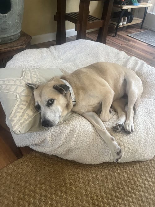 Photo of Maggie, adoptable Labrador Retriever in The Woodlands, Texas