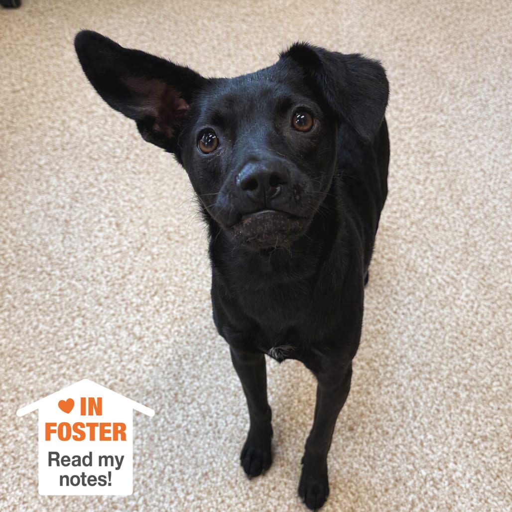 Photo of Kody, adoptable Terrier, Manchester / Retriever, Labrador in Kanab, Utah