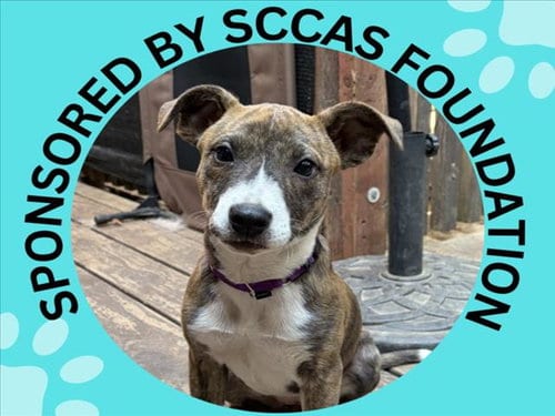 Photo of Krystal, adoptable Pit Bull Terrier in Santa Cruz, California