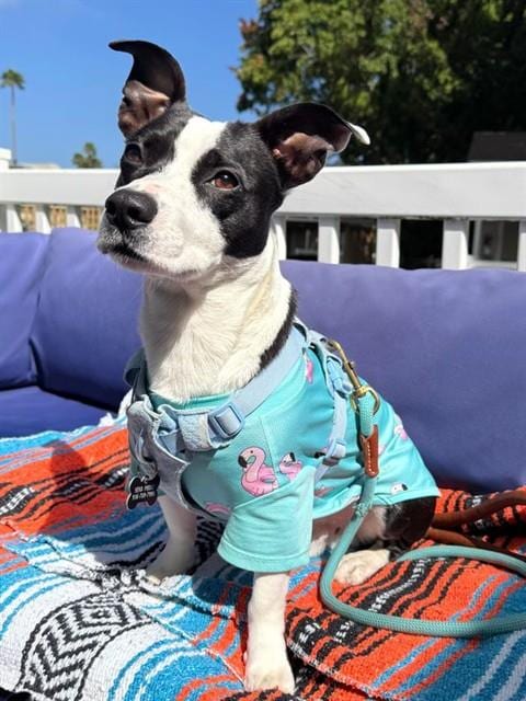 Photo of Tiny, adoptable Terrier in Sacramento, California