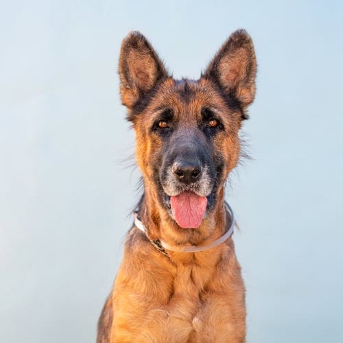 Photo of June Bug, adoptable German Shepherd Dog in Pasadena, California