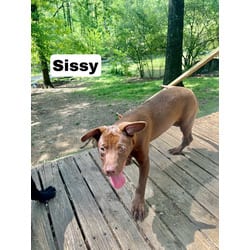 Photo of Sissy, adoptable Labrador Retriever in Medfield, Massachusetts
