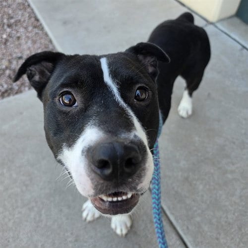 Photo of Bolt, adoptable American Pit Bull Terrier in Mesa, Arizona