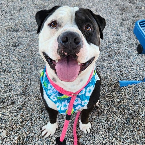 Photo of Holstein, adoptable American Pit Bull Terrier in Mesa, Arizona