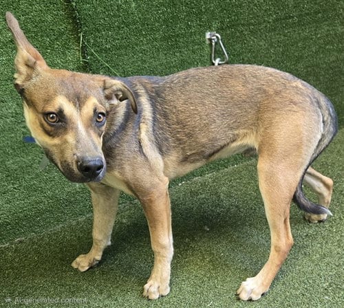 Photo of Graham, adoptable Australian Cattle Dog/Blue Heeler in Lancaster, California
