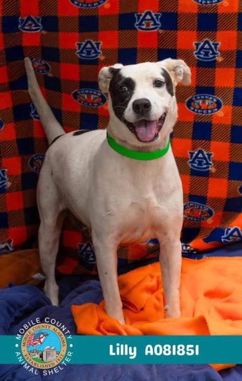 Photo of Lilly, adoptable Labrador Retriever in Mobile, Alabama