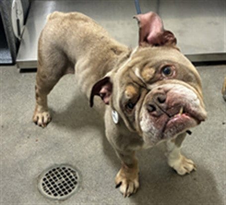 Photo of Zeus, adoptable Bulldog in Forestville, Maryland
