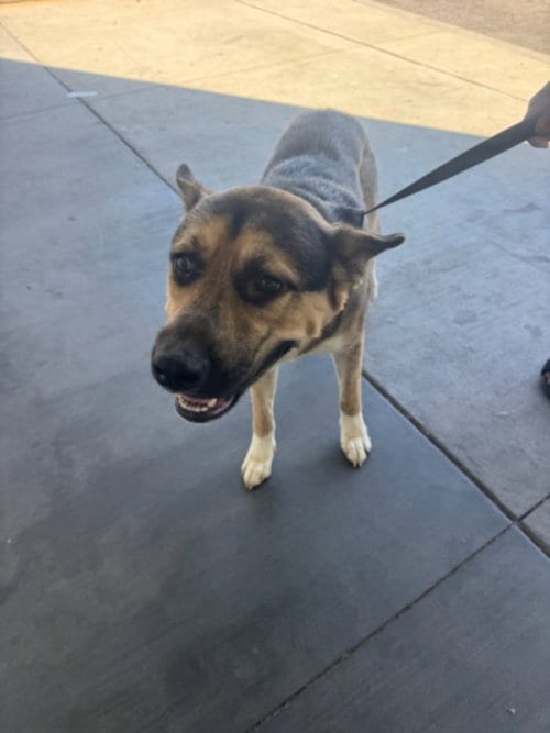 Photo of Max, adoptable German Shepherd Dog in Los Angeles, California