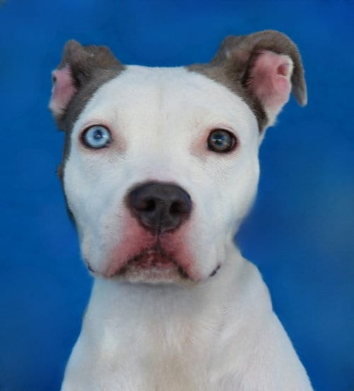 Photo of Lucy, adoptable American Staffordshire Terrier in Pasadena, California
