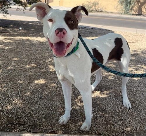 Photo of Tito, adoptable American Pit Bull Terrier in Phoenix, Arizona