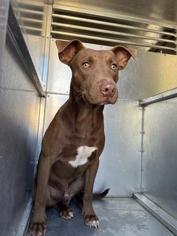 Photo of A084344, adoptable Labrador Retriever in Lufkin, Texas