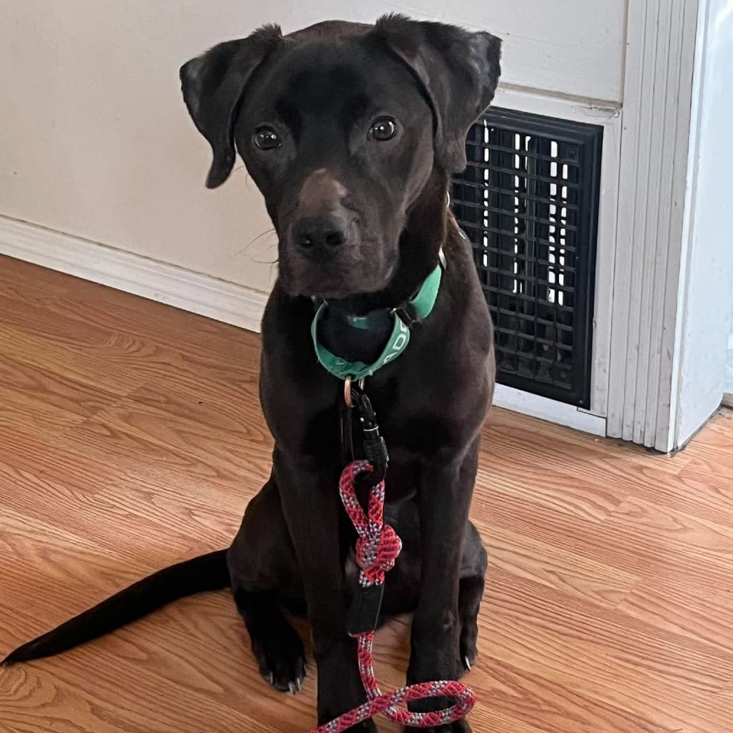 Photo of Finn, adoptable Retriever, Labrador / Mixed Breed (Medium) in Bend, Oregon