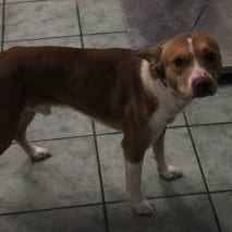 Photo of Paul, adoptable Terrier, Pit Bull in Weatherford, Texas