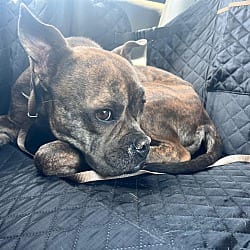Photo of Bambi, adoptable French Bulldog in Beverly Hills, California
