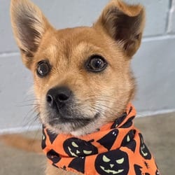 Photo of Fry, adoptable Chihuahua in Santa Maria, California