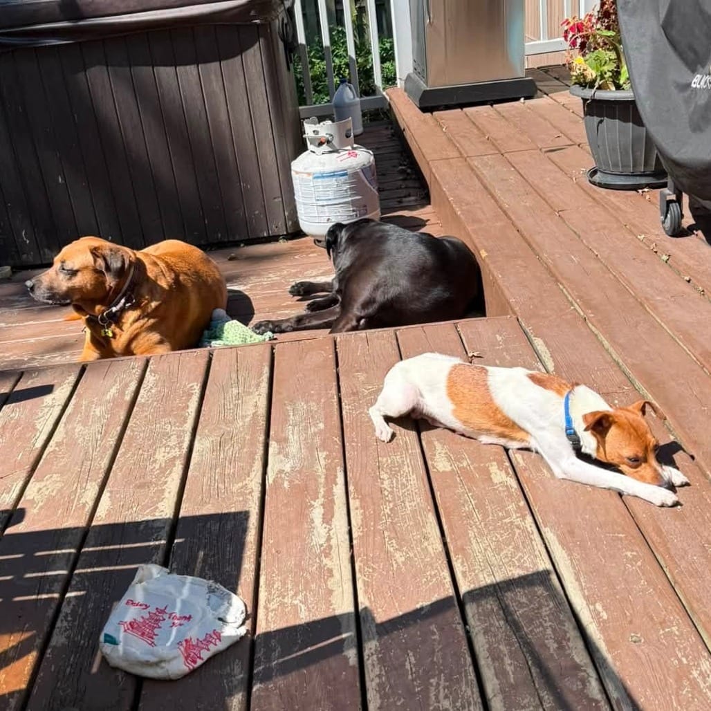 Photo of Winnie, adoptable Mixed Breed (Small) / Terrier, Rat in West Olive, Michigan