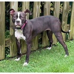 Photo of Iris, adoptable American Pit Bull Terrier in Baton Rouge, Louisiana