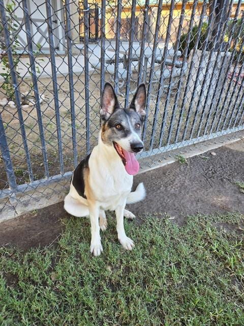 Photo of Bells, adoptable German Shepherd Dog in Riverside, California