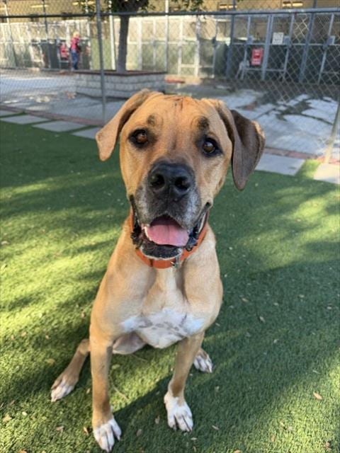Photo of Zoey, adoptable Mastiff in Agoura, California