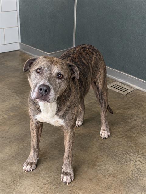 Photo of Paloma, adoptable Pit Bull Terrier in Baytown, Texas