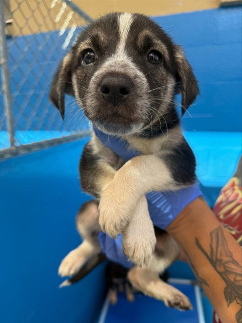 Photo of A170392, adoptable Queensland Heeler in Bakersfield, California