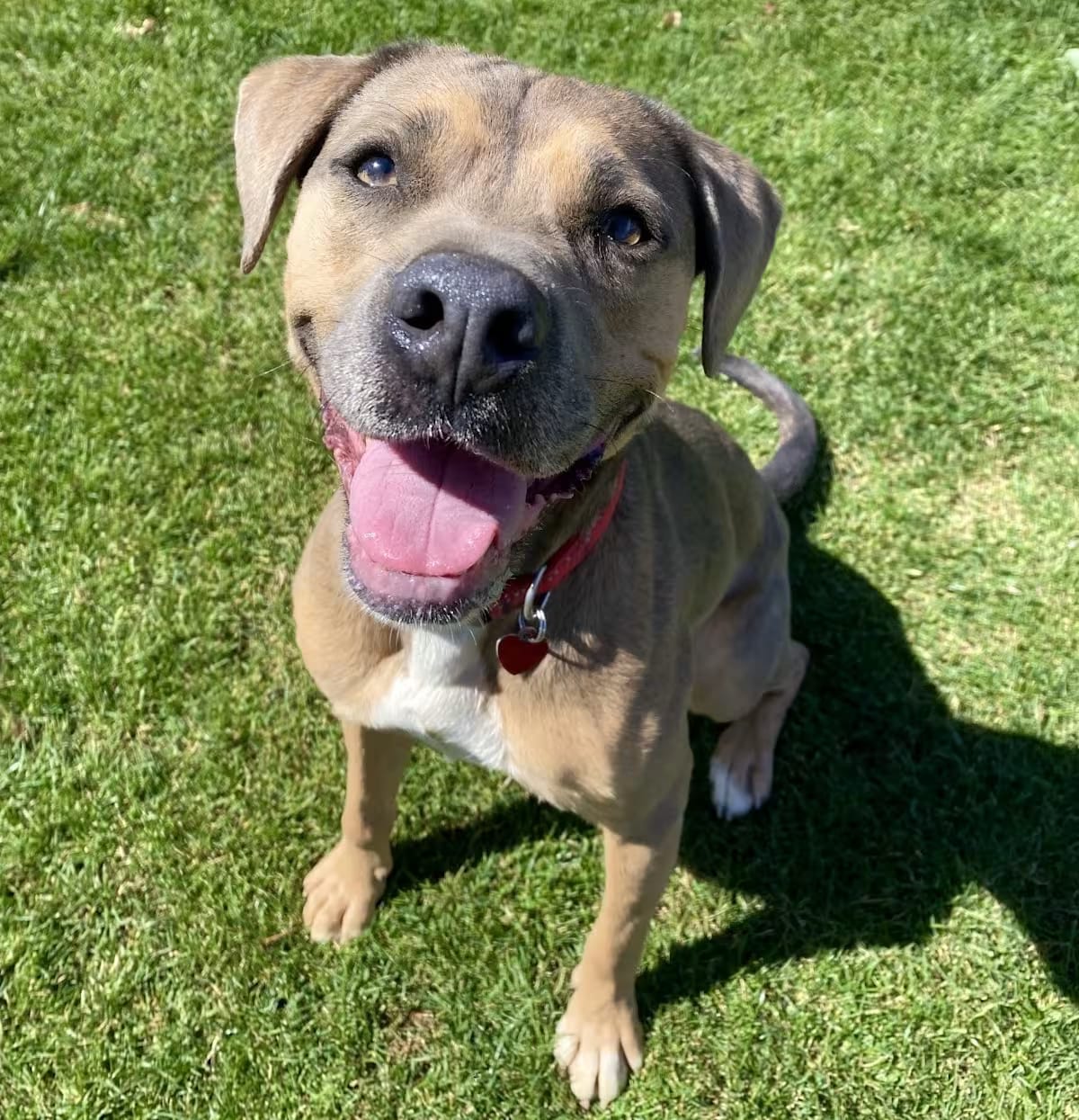 Photo of Cora, adoptable American Staffordshire Terrier/Shepherd (Unknown Type) in Gilbert, Arizona
