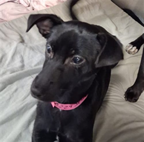 Photo of Terry, adoptable Chihuahua in Los Angeles, California