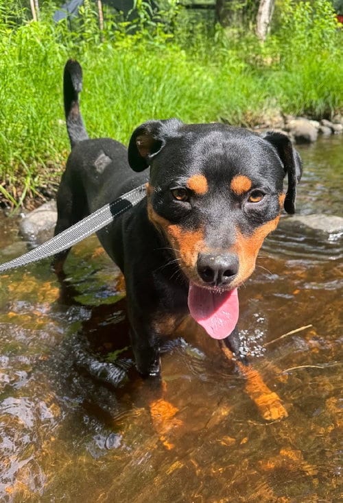 Photo of Lochness, adoptable Rottweiler in Hillsboro, New Hampshire