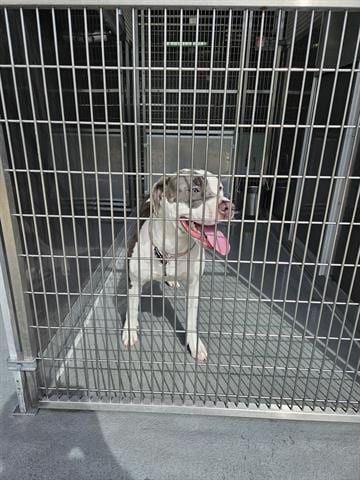 Photo of Lady, adoptable Pit Bull Terrier in Norfolk, Virginia