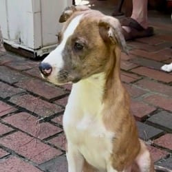 Photo of Nicole, adoptable Beagle Jack Russell Terrier in Denver, Colorado