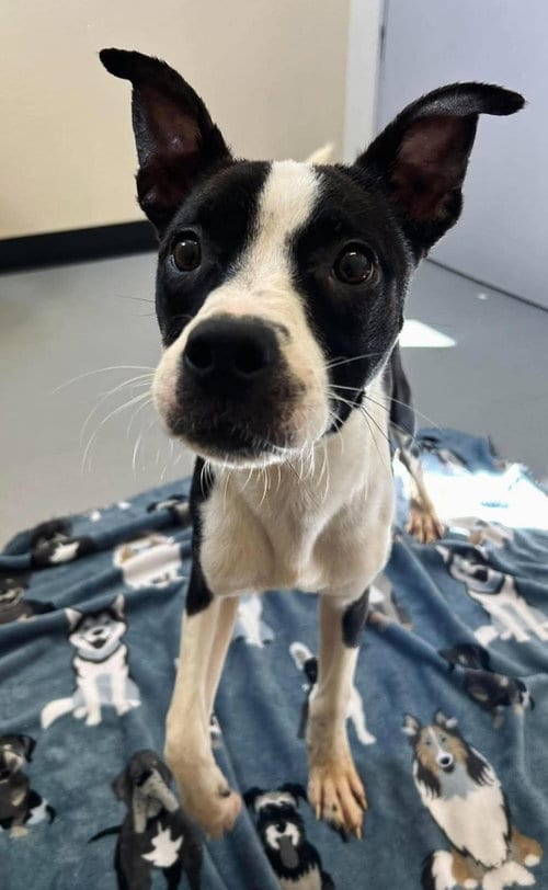 Photo of Olive, adoptable Boston Terrier in Rockwall, Texas