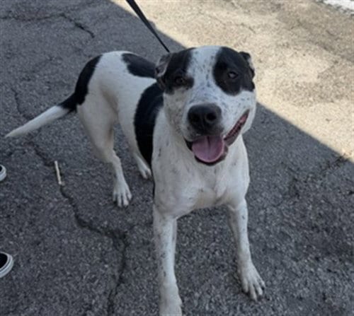 Photo of Boomer, adoptable Pit Bull Terrier in San Bernardino, California