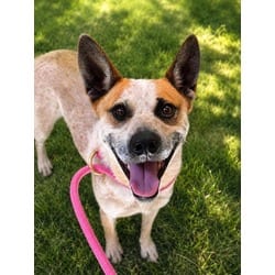 Photo of Tiger, adoptable Australian Cattle Dog in Wantagh, New York