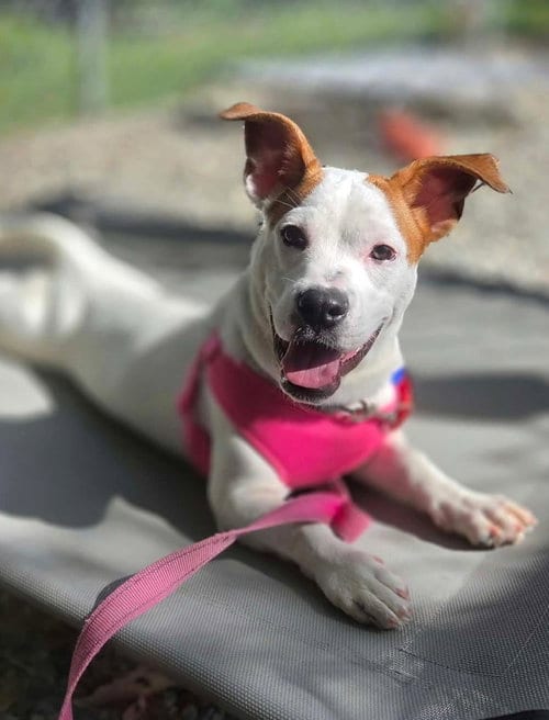 Photo of Edie, adoptable Terrier in Sayreville, NJ, New Jersey