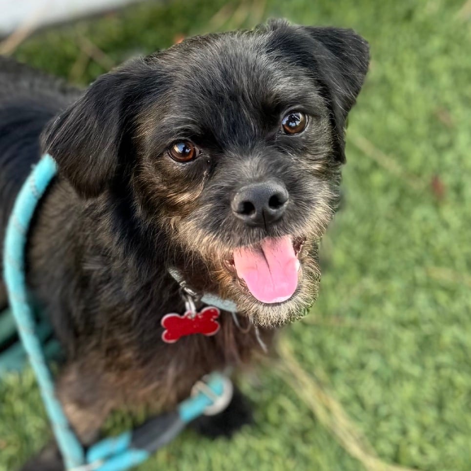 Photo of Fetch - City Of Industry Location, adoptable Terrier / Mix